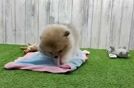 Pomeranian Pup Being Cute