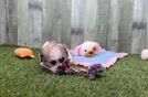 Teddy Bear Puppy for Adoption