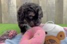 Adorable Mini Australian Shepherd X Poodle Mix Poodle Mix Puppy