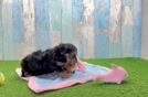 Funny Yorkie Poo Poodle Mix Pup