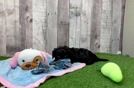 Cavapoo Pup Being Cute