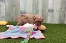 Cavapoo Pup Being Cute