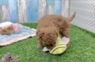Friendly Cavapoo Baby