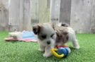 Teddy Bear Puppy for Adoption