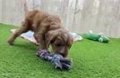 Happy Cavapoo Baby