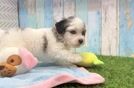 Fluffy Havapoo Poodle Mix Pup