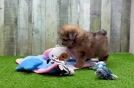 Sweet Shih Pom Baby
