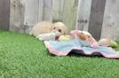 Maltipoo Puppy for Adoption