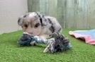 Meet Jorah - our Aussiechon Puppy Video