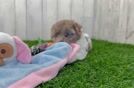 Meet Agave - our Havapoo Puppy Video