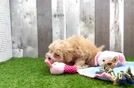 Adorable Maltese Poodle Poodle Mix Puppy