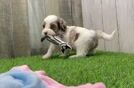 Petite Shih Poo Poodle Mix Pup