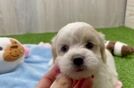 Shih Poo Puppy for Adoption