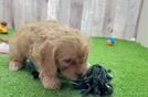 Cavapoo Puppy for Adoption