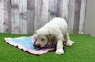 Cockapoo Pup Being Cute