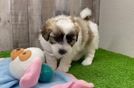 Funny Shih Poo Poodle Mix Pup