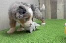 Energetic Mini Bernesedoodle Poodle Mix Puppy
