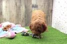 Happy Mini Goldendoodle Baby