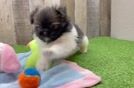 Cute Shih Pom Baby