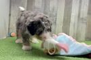 Smart Mini Bernedoodle Poodle Mix Pup