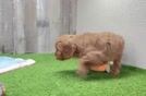 Cavapoo Puppy for Adoption