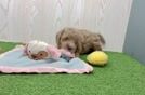 Mini Goldendoodle Pup Being Cute
