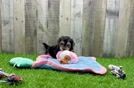 Little Yorkie Poodle Mix Poodle Mix Puppy