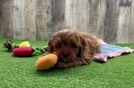Cavapoo Puppy for Adoption