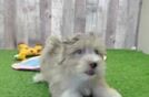 Little Aussiepoo Poodle Mix Puppy