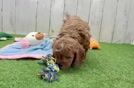 Playful Cavapoodle Poodle Mix Puppy