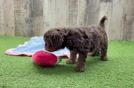 Cavapoo Puppy for Adoption