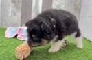 Pomeranian Puppy for Adoption
