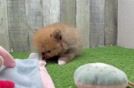 Pomeranian Pup Being Cute