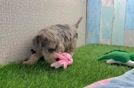 Playful Yo Yo Poo Poodle Mix Puppy