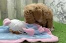 Cute Mini Goldendoodle Baby