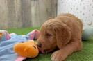 Smart Mini Goldendoodle Poodle Mix Pup