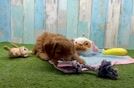 Mini Goldendoodle Pup Being Cute
