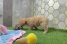 Best Poochon Baby