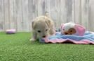 Best Maltipoo Baby
