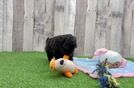 Akc Registered Poodle Baby