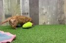 Best Cavapoo Baby