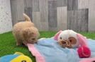 Funny Maltipoo Poodle Mix Pup