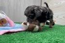 Smart Shih Poo Poodle Mix Pup