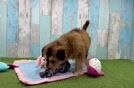 Mini Huskydoodle Puppy for Adoption