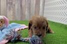 Smart Cavapoo Poodle Mix Pup
