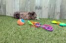 Meet Monica - our Shih Poo Puppy Video