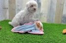 Best Poodle Baby