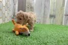 Smart Poochon Poodle Mix Pup