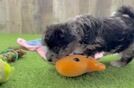 Smart Havapoo Poodle Mix Pup
