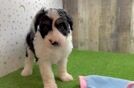 Best Mini Sheepadoodle Baby